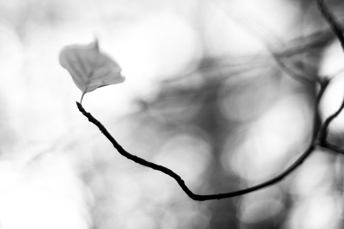 Fotografía macro en blanco y negro de una flor.