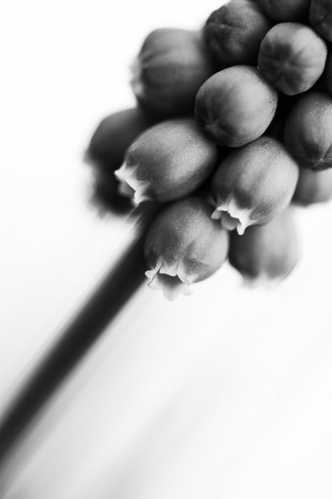 Fotografía macro en blanco y negro de una flor.
