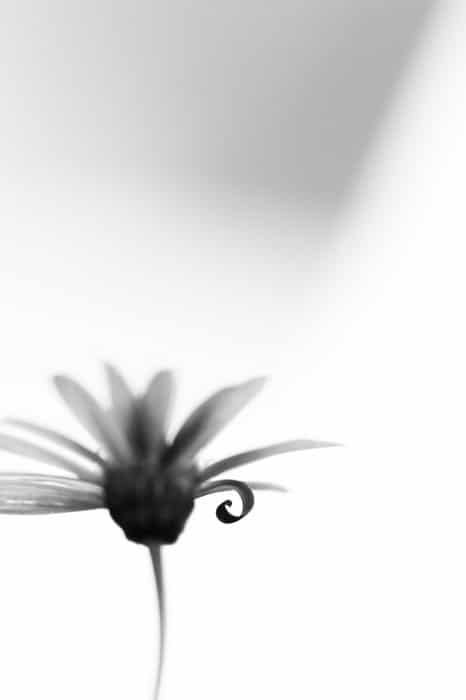 Fotografía macro atmosférica en blanco y negro de una flor