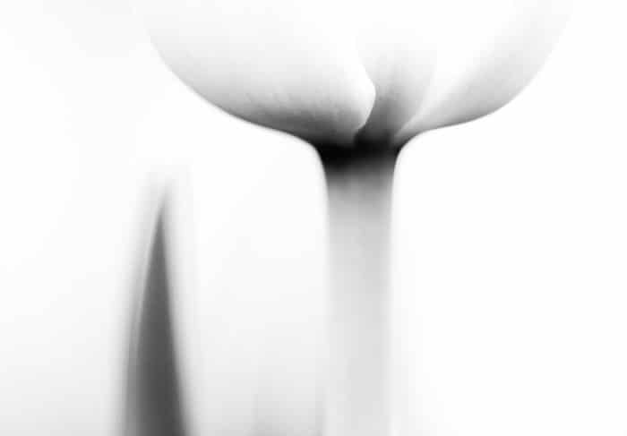 Fotografía macro atmosférica en blanco y negro de una flor