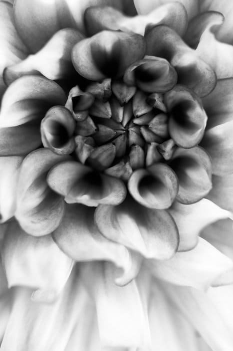 Fotografía macro artística en blanco y negro de una flor