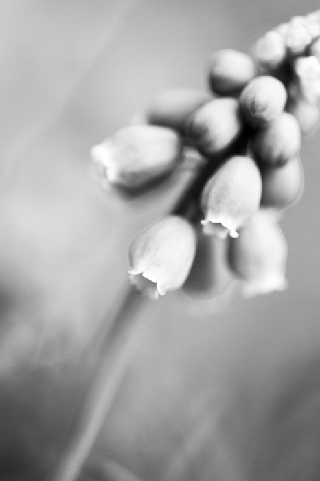 Fotografía macro artística en blanco y negro de una flor