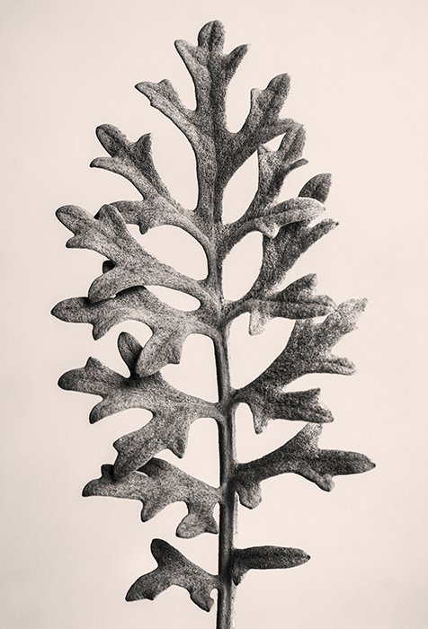 Una fotografía en blanco y negro de una Centaurea Cineraria inspirada en Blossfeldt 