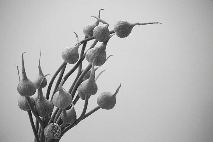 Un cierre en blanco y negro de flores de ajo 