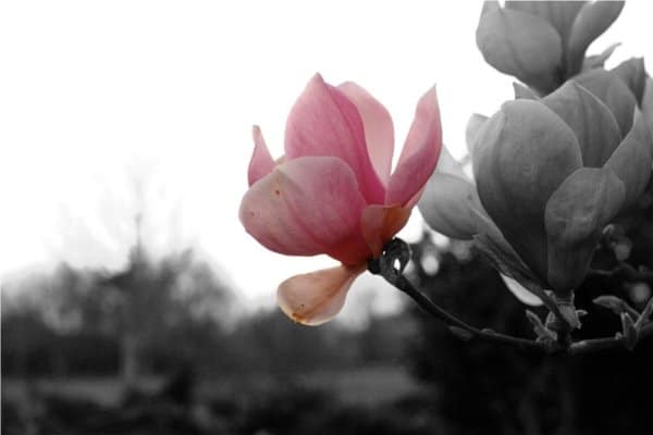 Primer plano etéreo de una rosa de pétalos de rosa, con el resto de la foto en blanco y negro