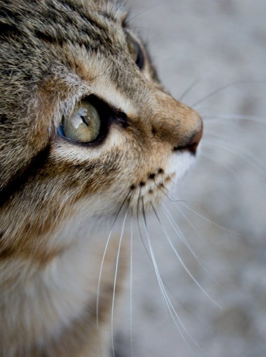 Cerrar el perfil de fotografía de gato de ojos y nariz de gato