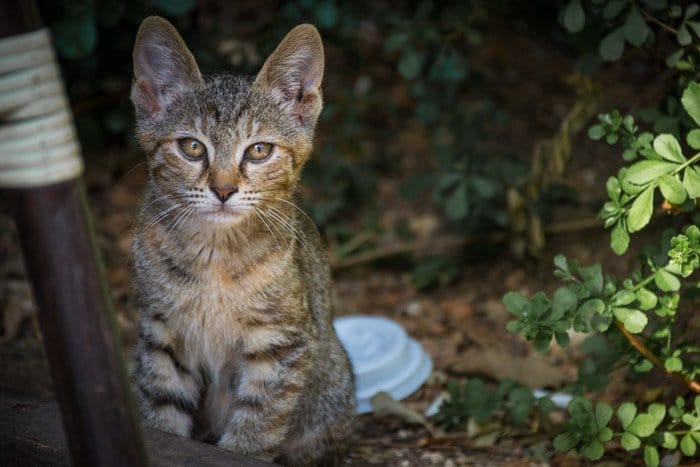 una fotografía de un lindo gato callejero al aire libre