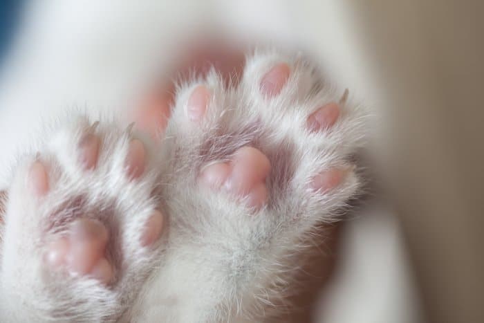 Primer plano de dos patas blancas de un gato