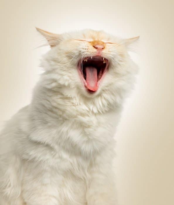 gato blanco bostezando con un fondo brillante detrás de ella