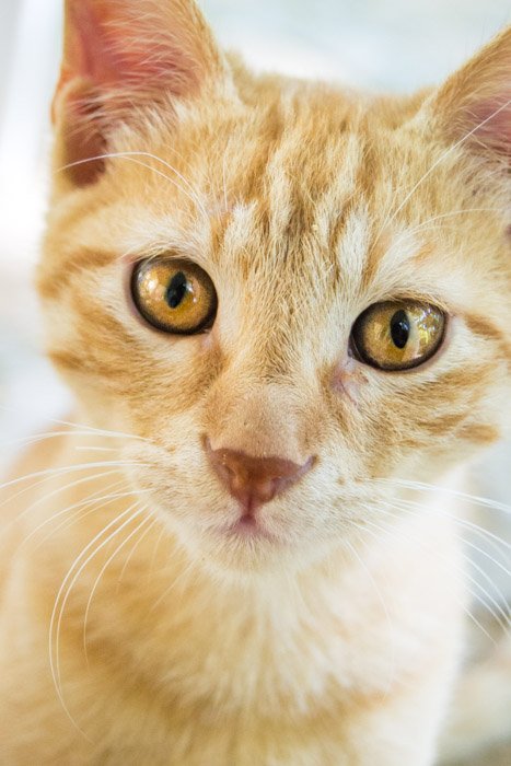 de cerca retrato de un gato naranja con ojos amarillos