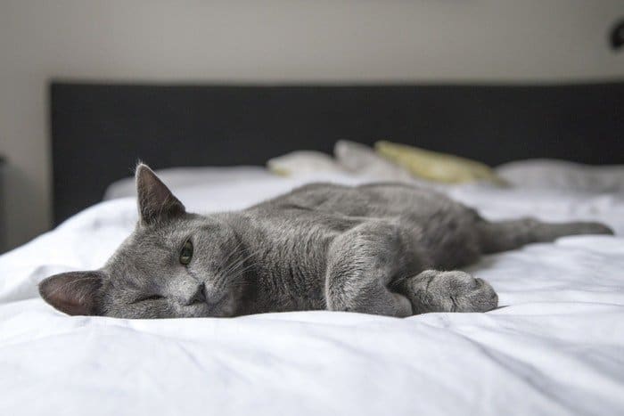 Gato gris acostado en una cama 