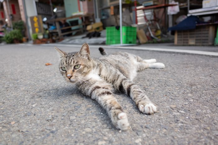 gato tendido en la calle