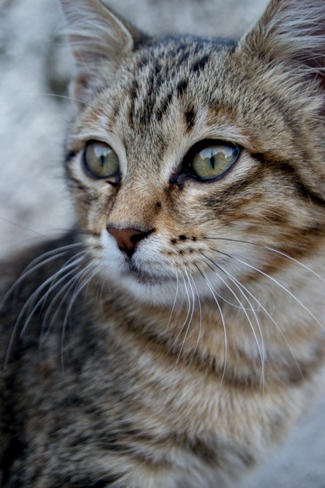 Fotografía de lindo gato