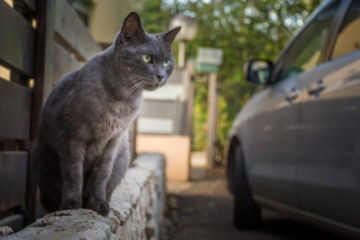 imagen de gato callejero cerca de un coche