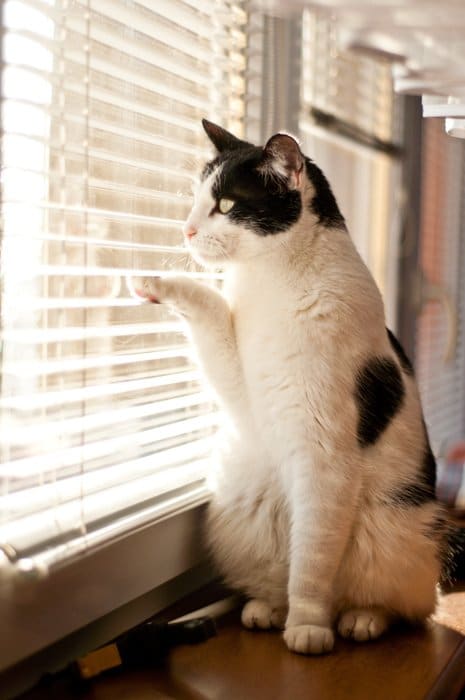 Gato blanco y negro sentado en la ventana, mirando hacia afuera a través de la cortina