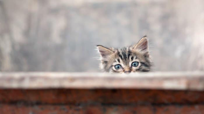 gato curioso escabulléndose detrás de una pared 