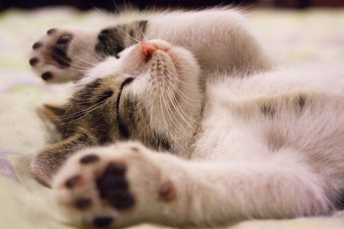Un lindo gatito durmiendo con patas en el aire.