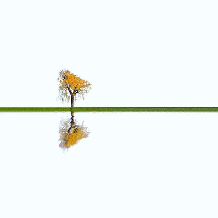 Fotografía minimalista: una imagen minimalista de un árbol otoñal con hojas de naranja y un reflejo en el agua.