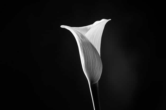 imagen minimalista en blanco y negro