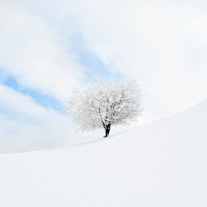 Fotografía minimalista: árbol y nieve.