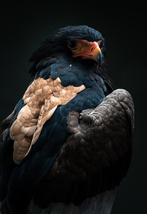Foto de un pájaro con fondo negro