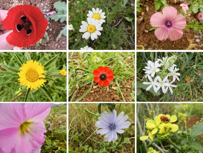 Cuadrícula de 9 fotografías que muestran primeros planos de diferentes flores, tomadas con una cámara compacta (Nikon Coolpix P500)