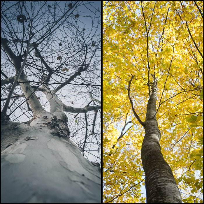 Díptico collage de fotos que muestra diferentes imágenes de un árbol tomadas desde abajo: este fotógrafo elige el tema de los árboles para la caminata fotográfica