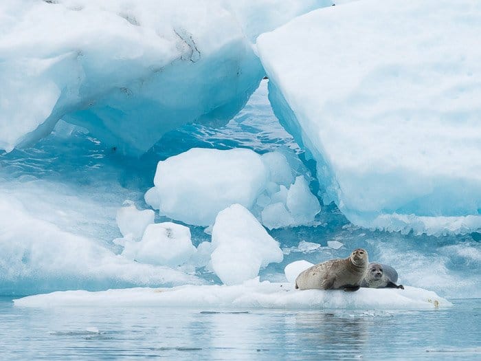 Un retrato de fotografía de vida silvestre de dos focas en un iceberg