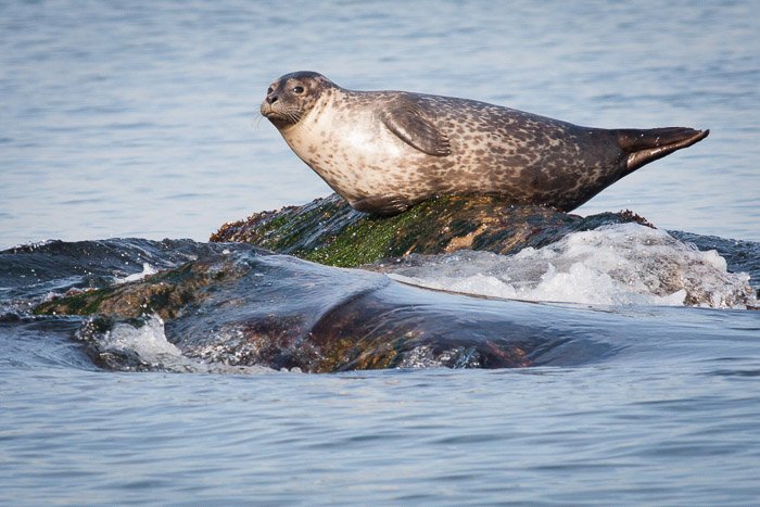 Una fotografía de vida silvestre retrato de una foca descansando sobre una roca