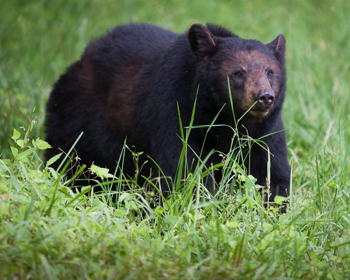 Un retrato de fotografía de vida silvestre de un oso.