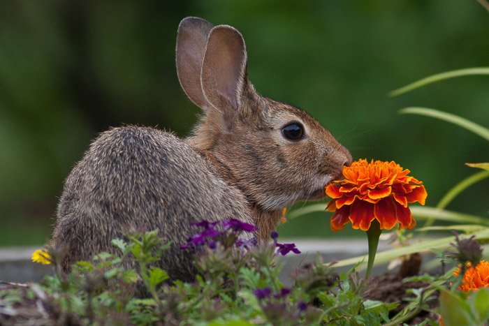 Una fotografía de vida silvestre retrato de un conejo emplazado entre flores.