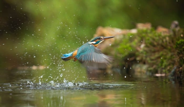 Fotografía macro de un colibrí salpicando agua mientras volaba 