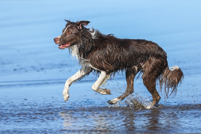   Retrato de un perro marrón y blanco mojado en una playa que corre hacia la izquierda del marco.  Mejore sus habilidades fotográficas hoy. 