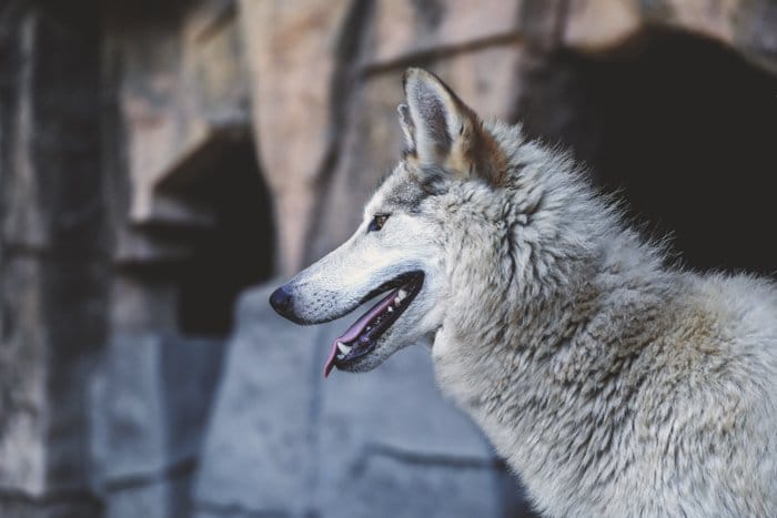   Retrato de perfil de un perro lobo checoslovaco mirando hacia la izquierda del fotograma.  Mejore sus habilidades fotográficas hoy. 