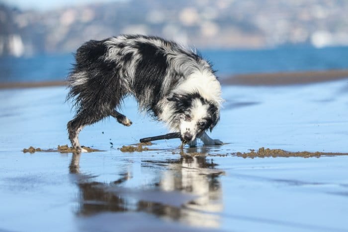 Foto de un perro blanco y negro mojado jugando en la playa.  Mejore sus habilidades fotográficas hoy.