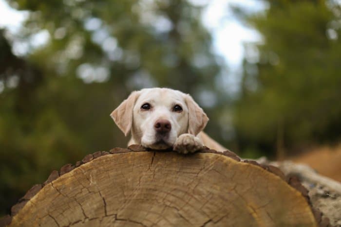 Retrato de un perro labrador descansando sobre un tronco grande, mirando hacia la cámara.  Mejore sus habilidades fotográficas hoy.