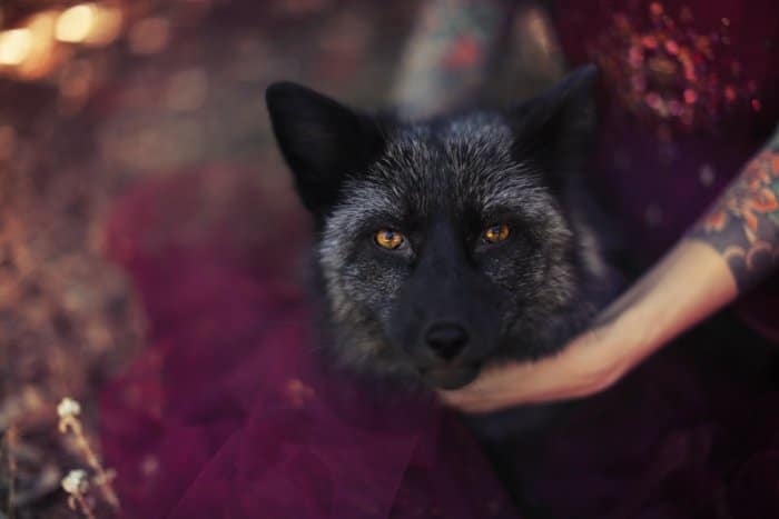 Retrato gótico de un perro lobo de la vida mirando a la cámara, una chica de encaje púrpura sostiene su cuello con brazos tatuados.  Mejore sus habilidades fotográficas hoy.