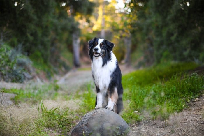 Retrato de un perro border collie de pie sobre una roca, mirando hacia la cámara, en una zona rural.  Mejore sus habilidades fotográficas hoy.