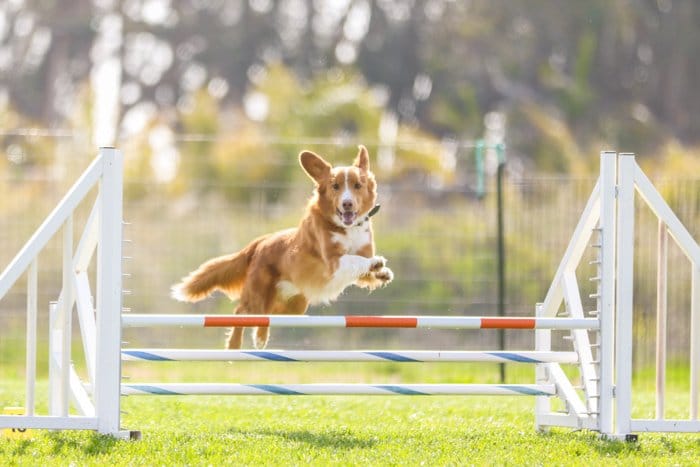   Foto luminosa y aireada de un pequeño perro marrón, saltando sobre un salto de agilidad.  Mejore sus habilidades fotográficas hoy