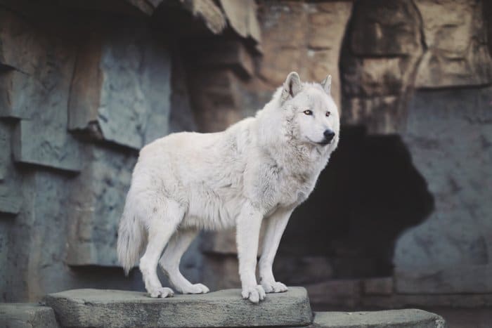 Retrato de un lobo de tundra de Alaska, de pie con orgullo sobre las rocas.  Mejore sus habilidades fotográficas hoy.