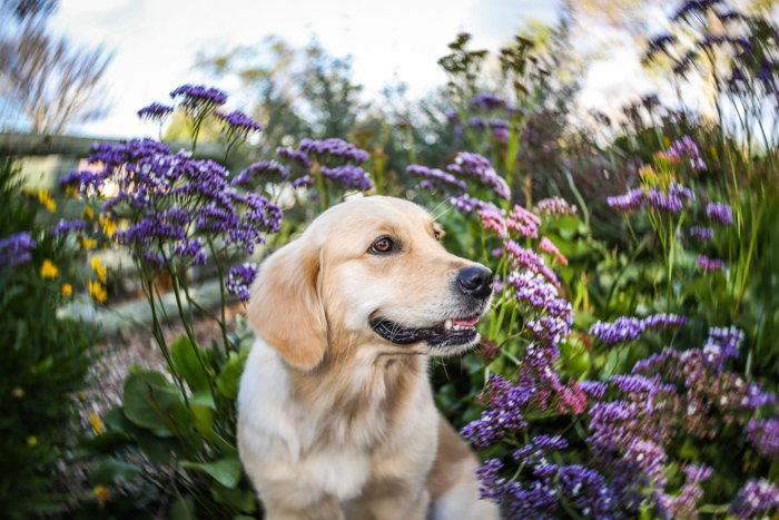 Retrato de un perro labrador con un fondo borroso de follaje y flores púrpuras.  con Mejore sus habilidades fotográficas hoy.