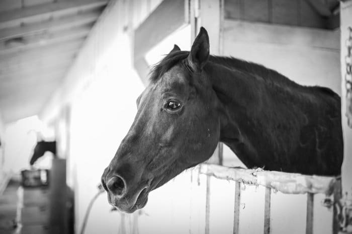 Fotografía en blanco y negro de un caballo mirando desde un establo