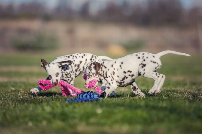 Divertido retrato de mascota de dos cachorros dálmatas corriendo sobre el césped y jugando con una cuerda rosa y azul