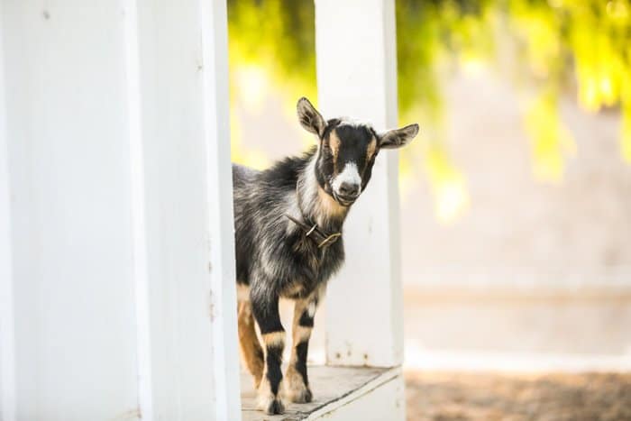 Foto de retrato de una pequeña cabra mirando desde un marco de puerta blanca 