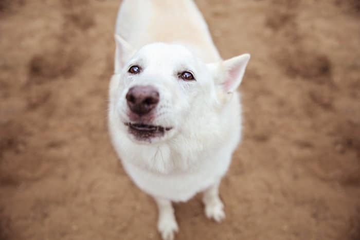 Retrato cenital de un perro blanco mirando hacia arriba