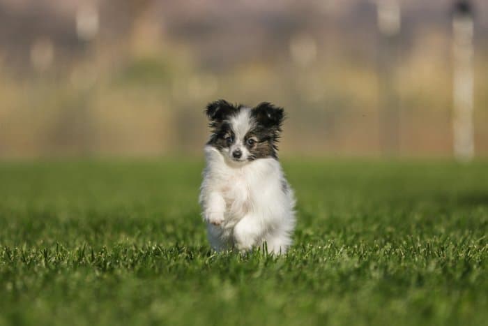 Ejemplo de negocio de fotografía de mascotas lúdica que muestra un perrito blanco y negro corriendo a través de la hierba hacia la cámara con un fondo natural borroso