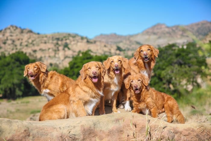 Retrato de mascota brillante de 5 perros marrones mirando hacia la cámara en un fondo montañoso rocoso