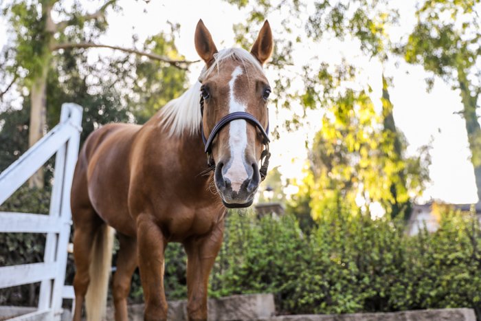 Foto de un caballo marrón mirando hacia la cámara, con fondo natural borroso