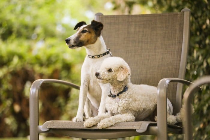 Retrato de 2 pequeños terriers sentados en una silla de jardín