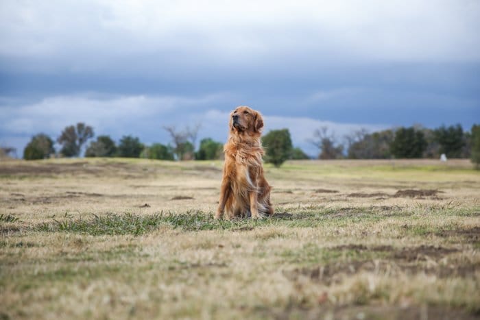 Retrato de mascota de un golden retriever en un paisaje de hierba